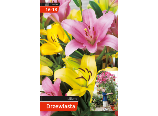 Lilia drzewiasta 16-18 mix 120 W