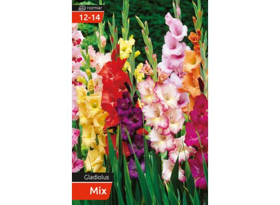 Mieczyk Gladiolus 12 - 14 luz