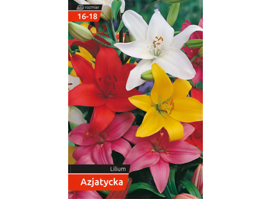 Lilia azjatycka 16 - 18 mix odmian 120 W