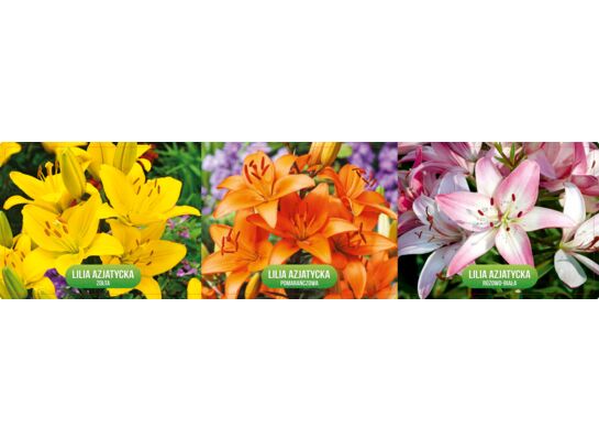 Cebulka Lilia azjatycka mix NT 7 1 szt.