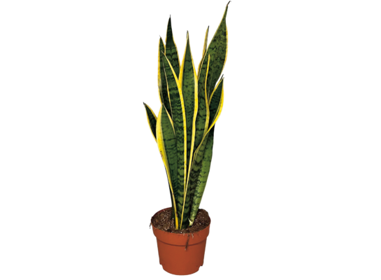 Sansevieria Laurentii don. 17 cm