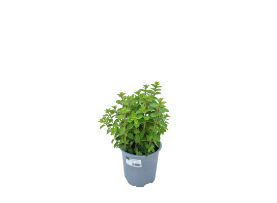 Oregano mix don. 14 cm