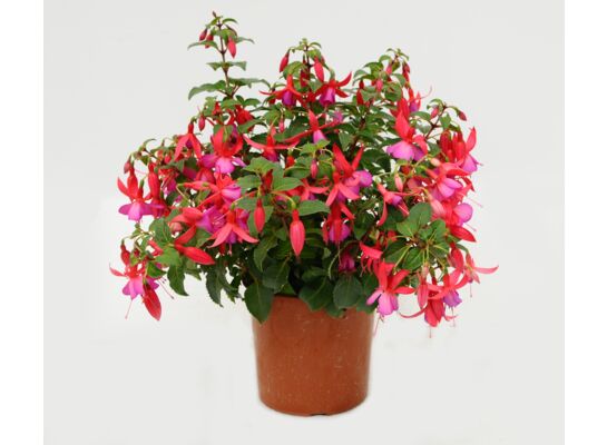 Fuksja mix don. 19 cm
