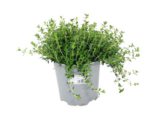 Cząber ogrodowy mix don. 14 cm