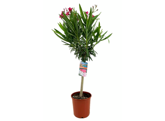 Oleander na pniu G don. 35 cm wys. 175 cm