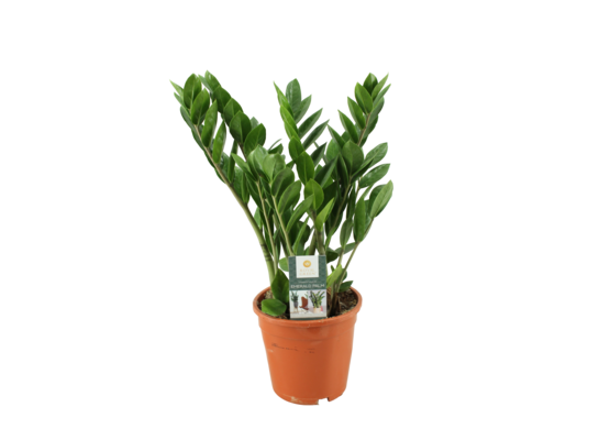 Zamioculcas don. 17 cm