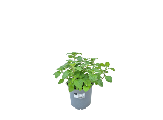 Mięta włoska Nepetella don. 14 cm wys. 30 cm
