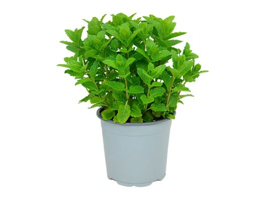 Mięta zielona Mojito don. 14 cm wys. 30 cm