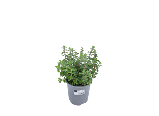 Majeranek mix don. 14 cm wys. 30 cm