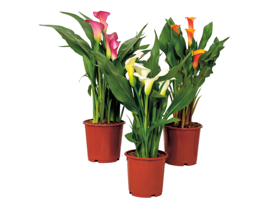 Zantedeschia mix don. 14 cm wys. 37 cm
