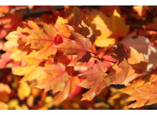 Klon czerwony October Glory don. 7,5 l