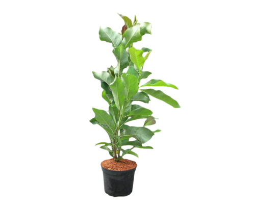 Magnolia Genie don. 5 l