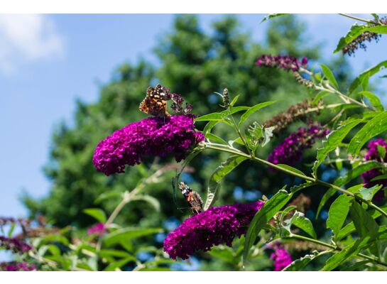 Budleja Davida don. 4 l