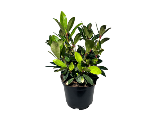 Skimia C2 wys. 30-40 cm