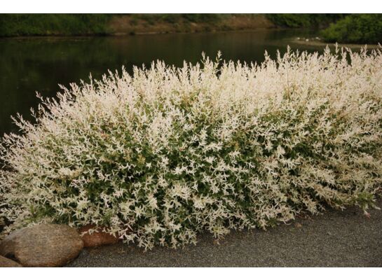 Wierzba całolistna 'Hakuro-nishiki' don. 23 cm