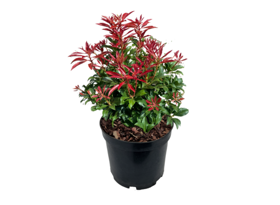 Pieris C2 wys. 30-40 cm