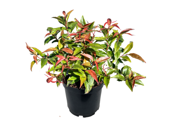 Kiścień mix C2 wys. 30-40 cm