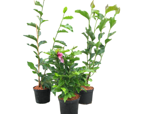 Magnolia wielkokwiatowa ALTA don. 23 cm