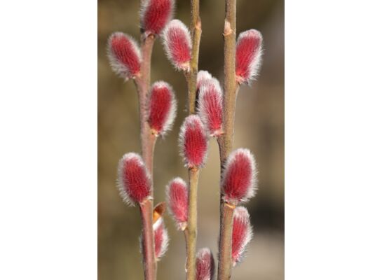 Wierzba smukłoszyjkowa 'Mt Aso'