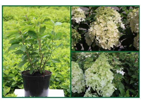 Hortensja bukietowa karłowa w odm. wys. 20-30 cm don. 3 l