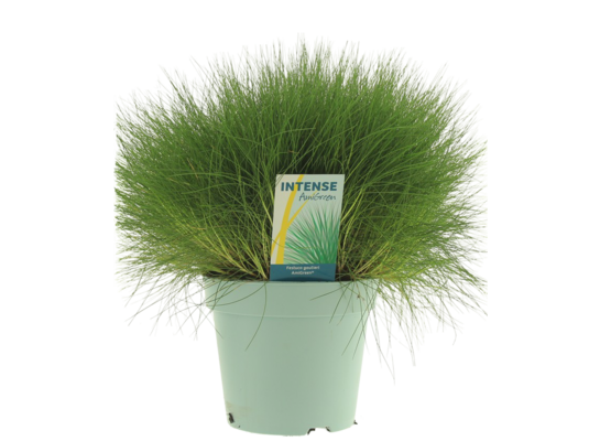 Kostrzewa sina Amigreen don. 17 cm