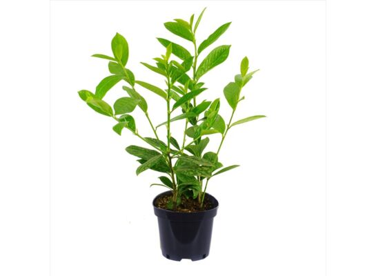 Laurowiśnia wschodniadon. 21 cm mix