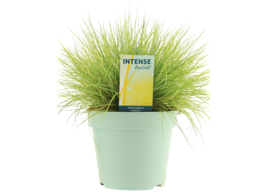 Kostrzewa sina Amigold don. 17 cm