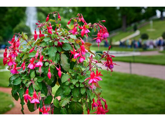 Fuksja mix na pniu don. 19 cm