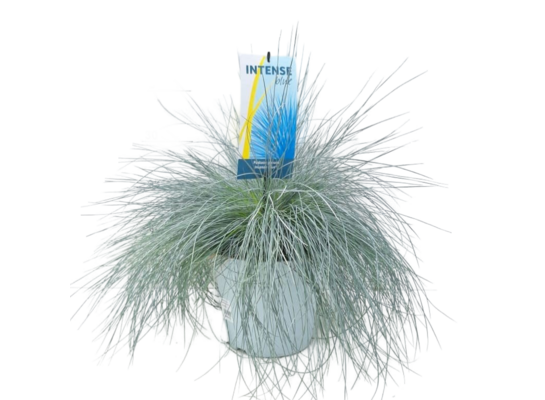 Kostrzewa sina Intense blue don. 23 cm wys. 40 cm