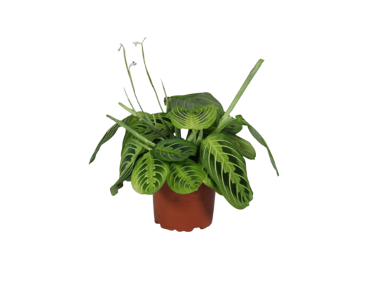 Maranta leuconeura 'Fascinator' mix