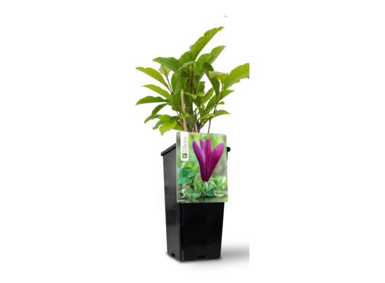 Magnolia w donicy C2