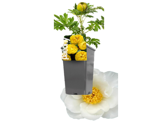 Piwonia w doniczce C2 Kolekcja Skandynawska wys. 40 cm