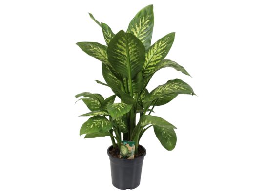 Dieffenbachia Tropic Snow don. 21 cm wys. 75 cm