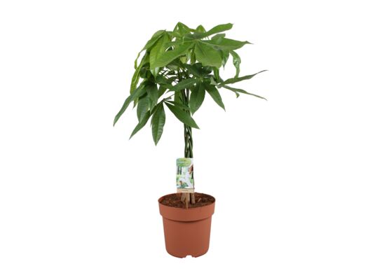 Pachira Aquatica braided stem don. 21 cm