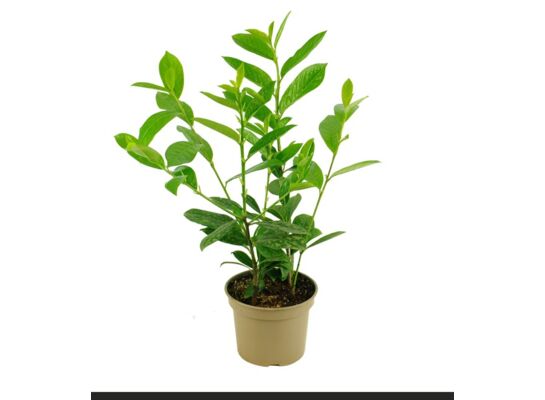 Laurowiśnia wschodnia don. 17 cm mix