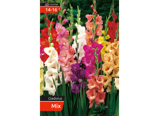 Mieczyk Gladiolus 14 - 16 375 W mix odmian