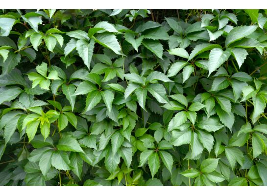 Winobluszcz Murorum, wys. 50-70 cm, don. 2 l