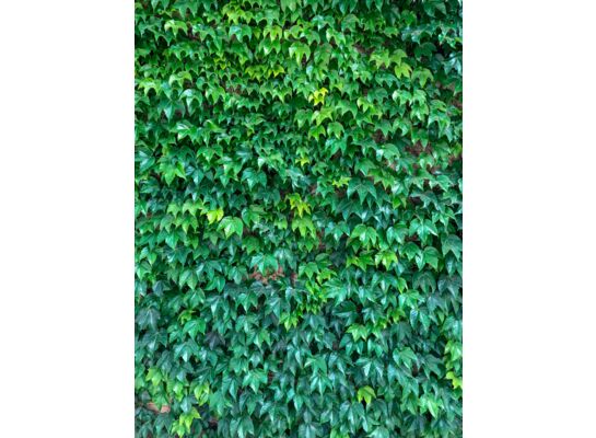 Winobluszcz tr. Veitchii wys. 60-70 don. 2 l