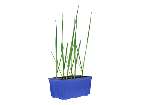 Por mix 6-pak wys. 20 cm