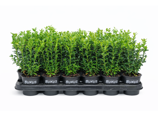 Bukszpan Sempervirens don. 9 cm