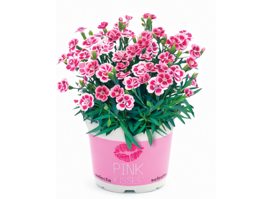 Goździk Pink kisses wys. 30 cm don. 14 cm