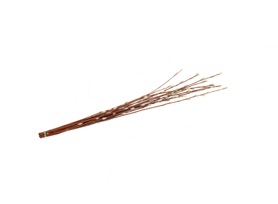 Bazie 8-10 szt. wys. 60-70 cm