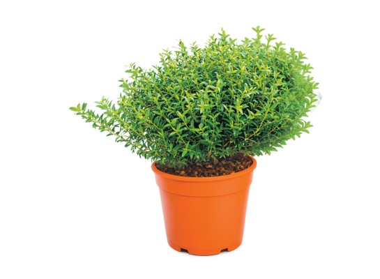 Merta don. 14 cm wys. 40 cm