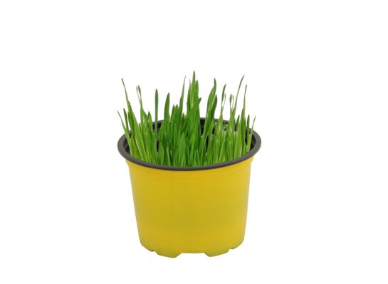 Owies don. 9 cm wys. 20 cm