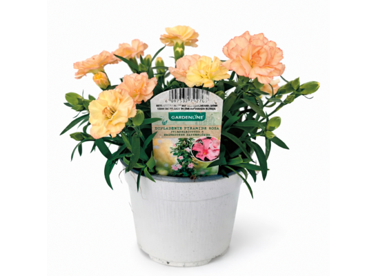 Goździk D14 G żółty