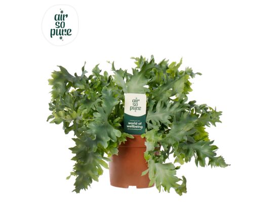 Phlebodium Davana don. 12 cm wys. 35 cm