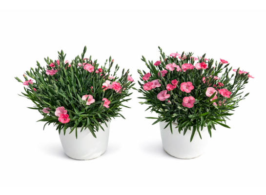 Goździk Peach party D14 - G don. 14 cm