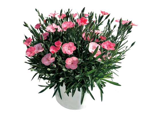 Goździk Peach party D14 - G don. 14 cm