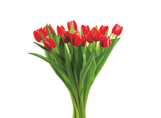 Tulipan 15 szt. 40 cm mix kolorów