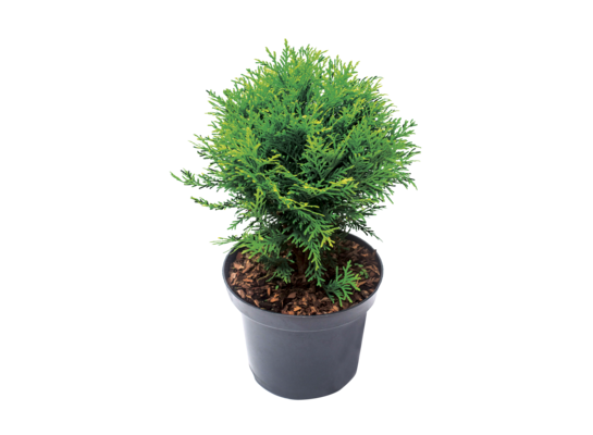 Rośliny iglaste mix odmian kulistych C2 wys. 20-25 cm